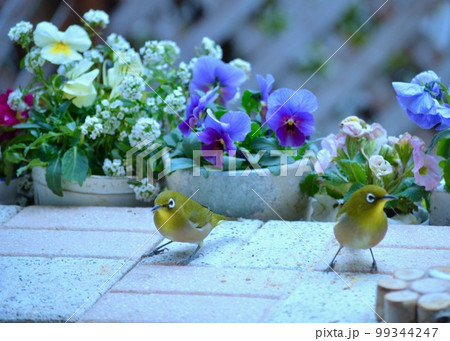 　庭で遊ぶメジロ。 99344247