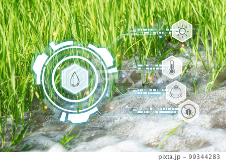 Smart Farm, Watering nature rice field rice paddy 99344283