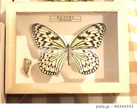 オオゴマダラの標本 南国の貴婦人 沖縄県のチョウの写真素材 [99344343