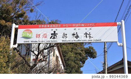 南部梅林(和歌山県南部町) 南部梅林(和歌山県南部町) 99344369