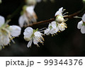 白梅 99344376