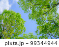 新緑と青空 99344944