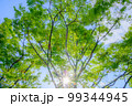 新緑と青空と太陽の木漏れ日の光条 99344945