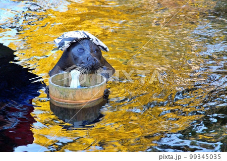 箱根園水族館の温泉アザラシ 99345035