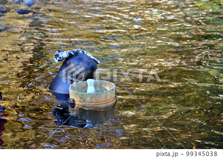 箱根園水族館の温泉アザラシ 箱根園水族館の温泉アザラシ 99345038