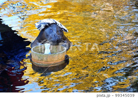 箱根園水族館の温泉アザラシ 99345039
