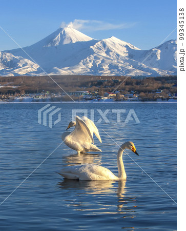 Pair of white swans in the lake against volcanoes and blue sky in Kamchatka Pair of white swans in the lake against volcanoes and blue sky in Kamchatka 99345138