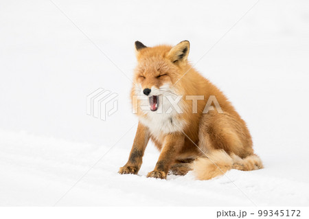 キタキツネさん