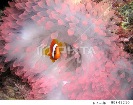 沖縄・石垣島の海よりハマクマノミと綺麗なイソギンチャク 99345210