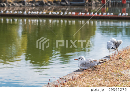 冬の天王川公園、羽を休めるユリカモメ〈愛知県津島市〉 冬の天王川公園、羽を休めるユリカモメ〈愛知県津島市〉 99345276