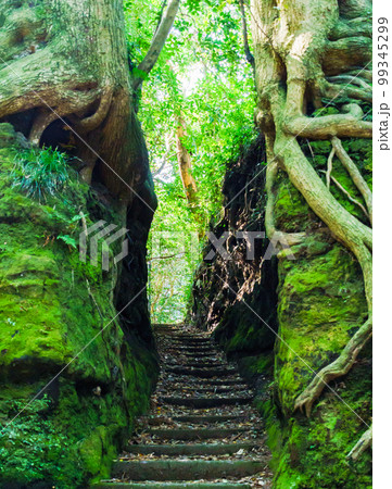 伊豆大島 の 泉津 の 切通し 【 東京都 大島町 の 観光名所 】 伊豆大島 の 泉津 の 切通し 【 東京都 大島町 の 観光名所 】 99345299