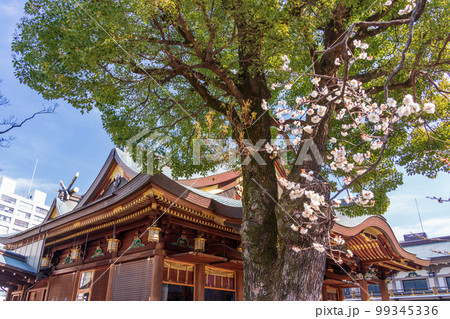 （東京都）梅が咲いた湯島天満宮 99345336