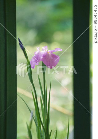 花菖蒲 花菖蒲 99345455