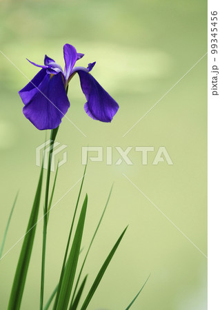 花菖蒲 99345456