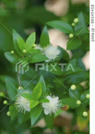 ギンバイカ 99345458