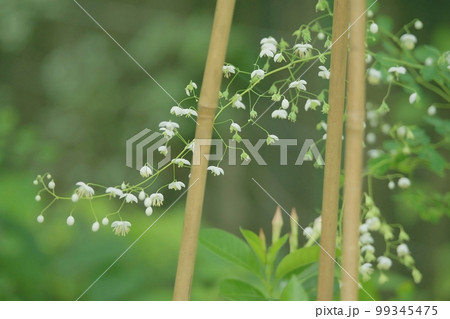 タリクトラム・デラバイ 99345475