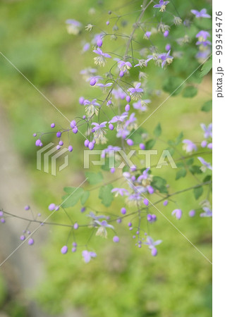 タリクトラム・デラバイ 99345476