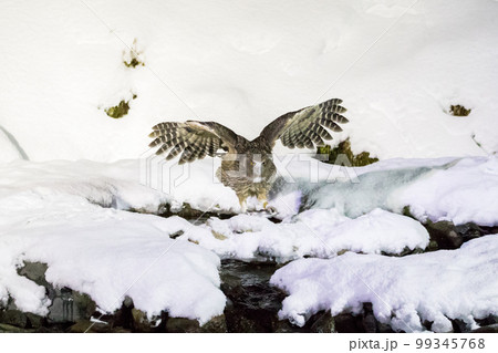 【シマフクロウ】小川に飛び込むシマフクロウ 【シマフクロウ】小川に飛び込むシマフクロウ 99345768