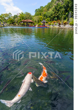 水の離宮「ティルタガンガ」に泳ぐ鯉（バリ島） 99345849