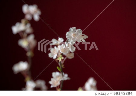 桜 アーティフィシャルフラワー 赤バック 桜 アーティフィシャルフラワー 赤バック 99345894
