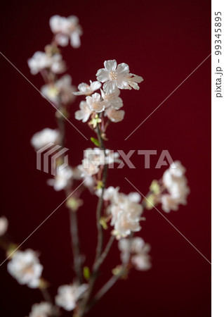 桜 アーティフィシャルフラワー 赤バック 桜 アーティフィシャルフラワー 赤バック 99345895