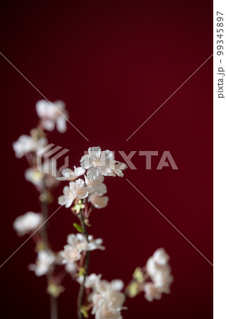 桜 アーティフィシャルフラワー 赤バック 桜 アーティフィシャルフラワー 赤バック 99345897