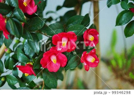 椿　ツバキ　つばき 99346298