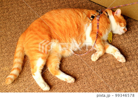 備中松山城　猫城主　さんじゅーろー 99346578