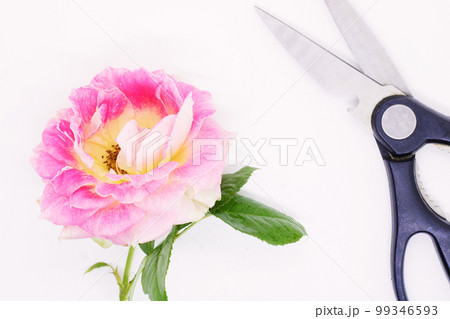 close-up roses lie on a white table background, holiday card, beautiful flowers, space for text close-up roses lie on a white table background, holiday card, beautiful flowers, space for text 99346593
