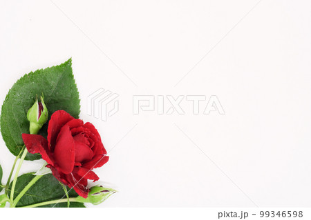 close-up roses lie on a white table background, holiday card, beautiful flowers, space for text close-up roses lie on a white table background, holiday card, beautiful flowers, space for text 99346598