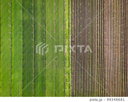 Birdseye view of agricultural fields, half covered in green crops and other in dirt Birdseye view of agricultural fields, half covered in green crops and other in dirt 99346681