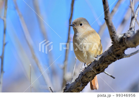 Daurian Redstart/ジョウビタキ雌 Daurian Redstart/ジョウビタキ雌 99346956