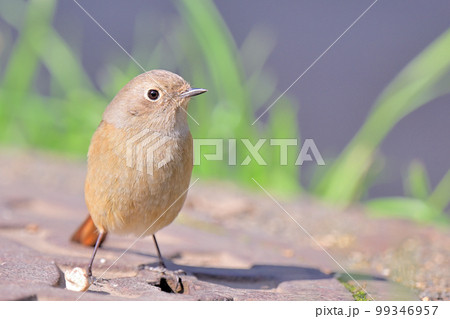 Daurian Redstart/ジョウビタキ雌 99346957