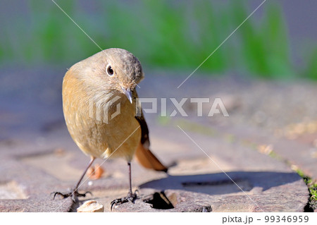 Daurian Redstart/ジョウビタキ雌 Daurian Redstart/ジョウビタキ雌 99346959