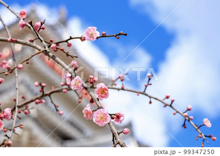唐津市 唐津城天守と梅の花 唐津市 唐津城天守と梅の花 99347250