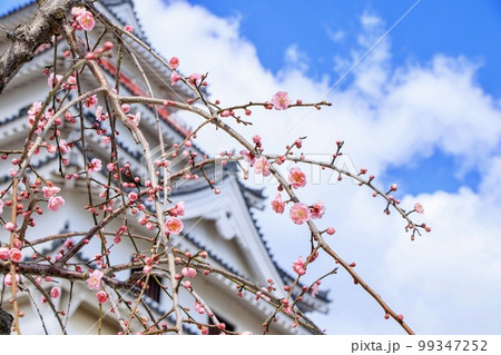 唐津市 唐津城天守と梅の花 唐津市 唐津城天守と梅の花 99347252