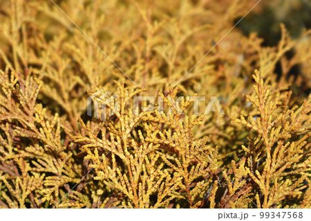 Hinoki cypress Teddy Bear 99347568