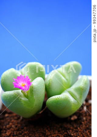 愛らしいハート型のコノフィツム 愛らしいハート型のコノフィツム 99347706