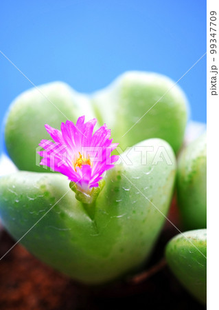 愛らしいハート型のコノフィツム 99347709