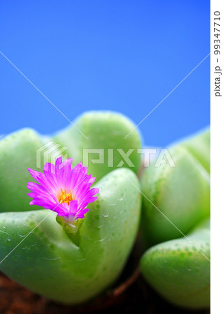 愛らしいハート型のコノフィツム 愛らしいハート型のコノフィツム 99347710