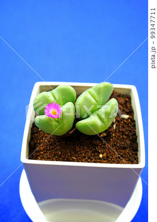 愛らしいハート型のコノフィツム 99347711