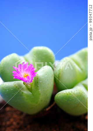 愛らしいハート型のコノフィツム 愛らしいハート型のコノフィツム 99347712