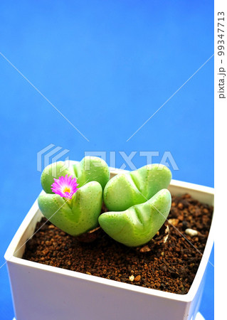 愛らしいハート型のコノフィツム 愛らしいハート型のコノフィツム 99347713