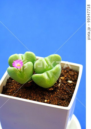 愛らしいハート型のコノフィツム 愛らしいハート型のコノフィツム 99347718