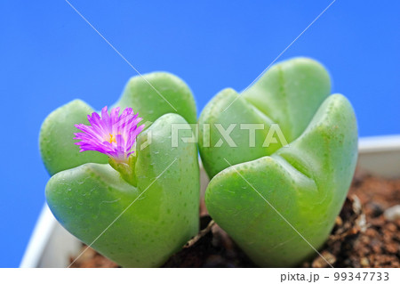 愛らしいハート型のコノフィツム 99347733