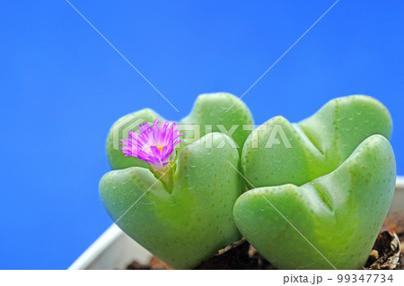 愛らしいハート型のコノフィツム 99347734