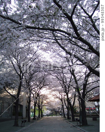 京都　桜が満開の祇園白川の風景 99348307
