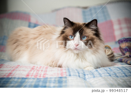 Beautiful domestic purebred cat Ragdoll, lies on the bed 99348517