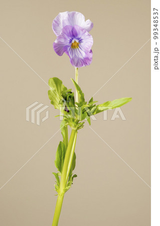薄紫色のパンジー 薄紫色のパンジー 99348537