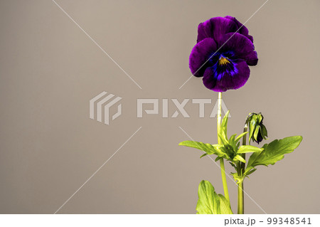濃い紫色のパンジー 濃い紫色のパンジー 99348541